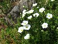 2013-0504-1445_Rock_Plant_15,7C